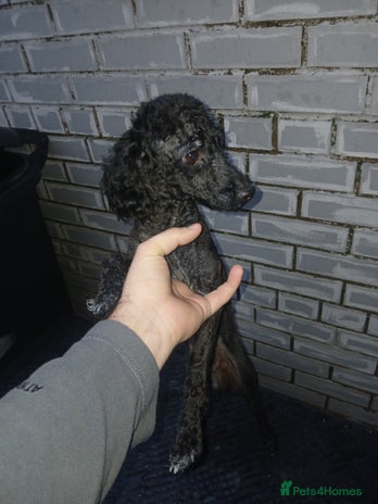 Toy Poodle dogs - Advert 1