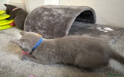 Russian Blue cats for sale: Russian Blue Kittens  - Image 35
