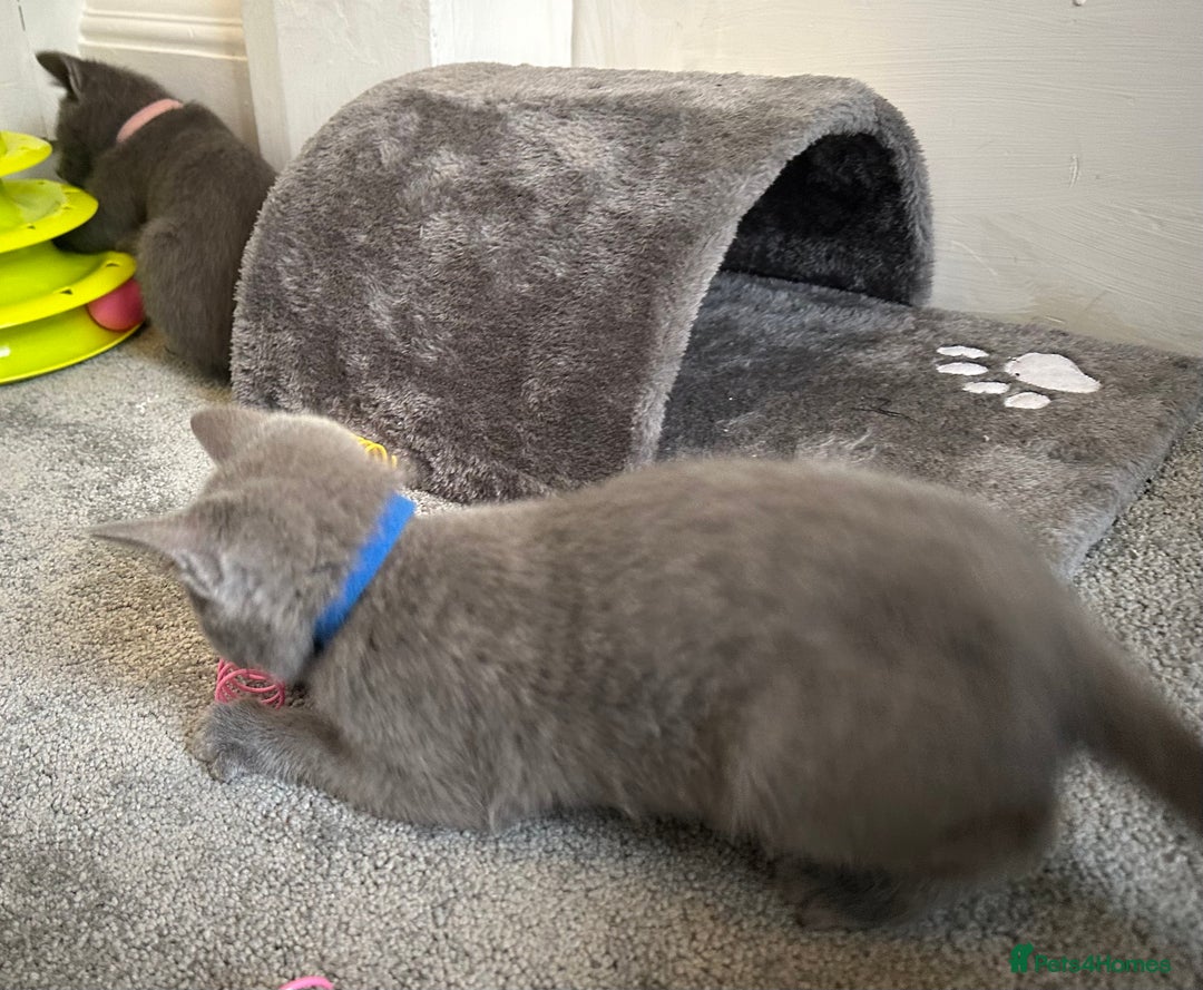 Russian Blue cats for sale: Russian Blue Kittens  - Image 35