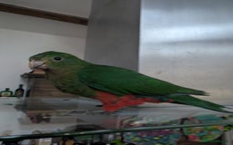 Parrots birds for sale: Australian King's parrot babies  - Image 3