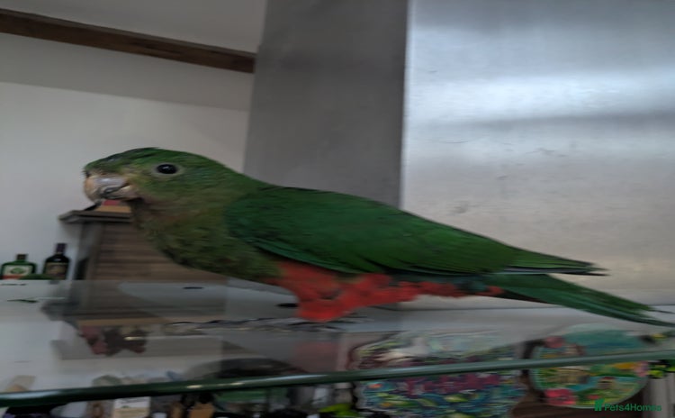 Parrots birds - Advert 7