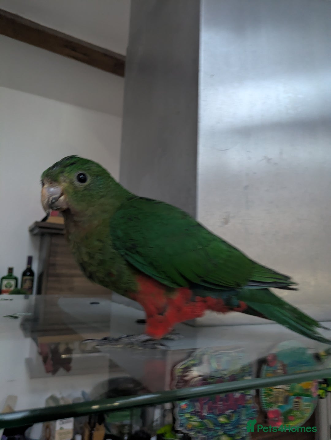 Parrots birds for sale: Australian King's parrot babies  - Image 3