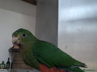 Parrots birds - Advert 7