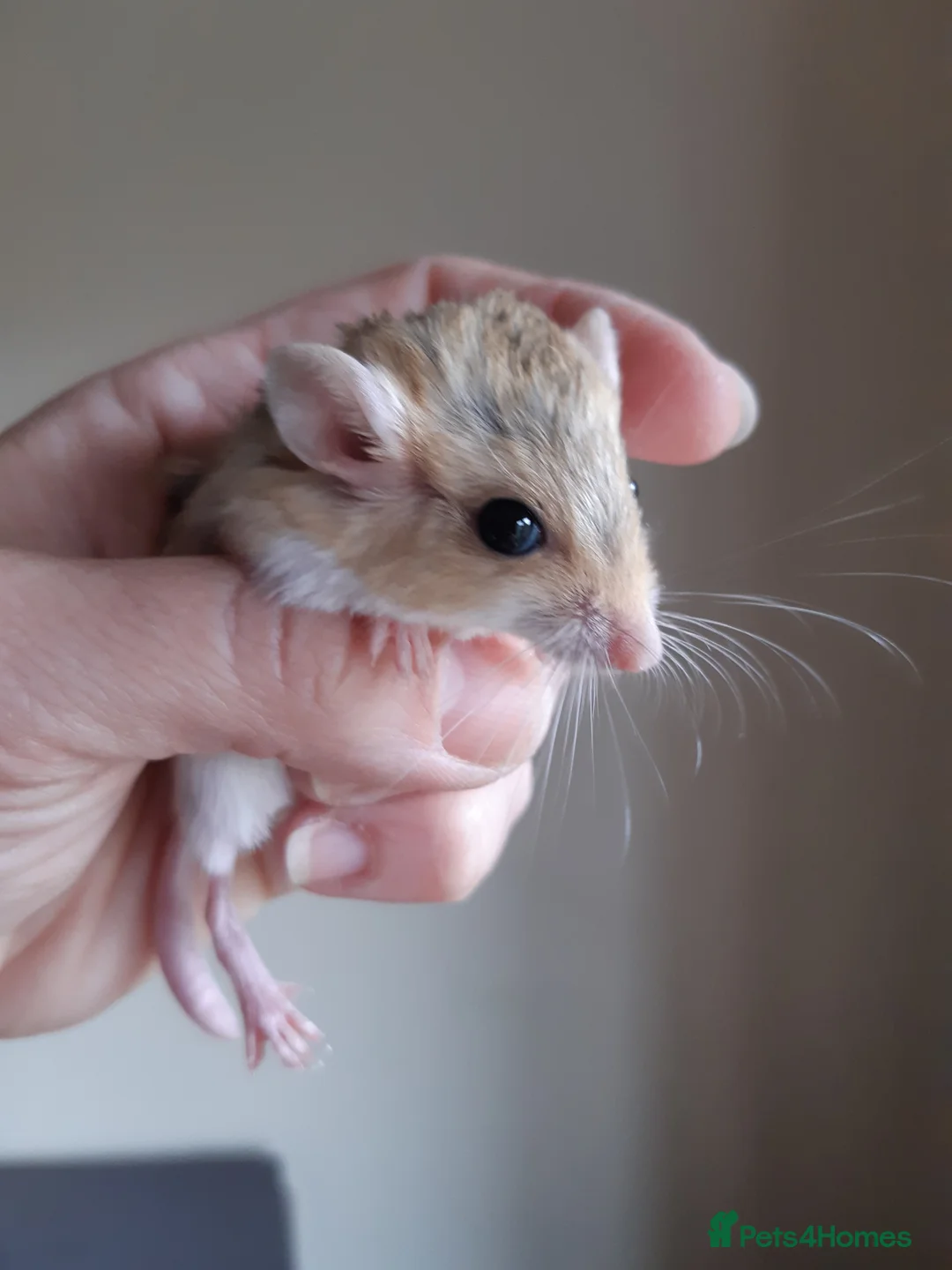 Gerbil rodents for sale: Baby duprasi/ fat tailed gerbils  - Advert 1