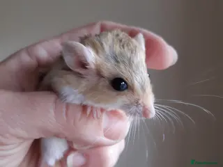 Gerbil rodents Baby duprasi/ fat tailed gerbils - Advert 1