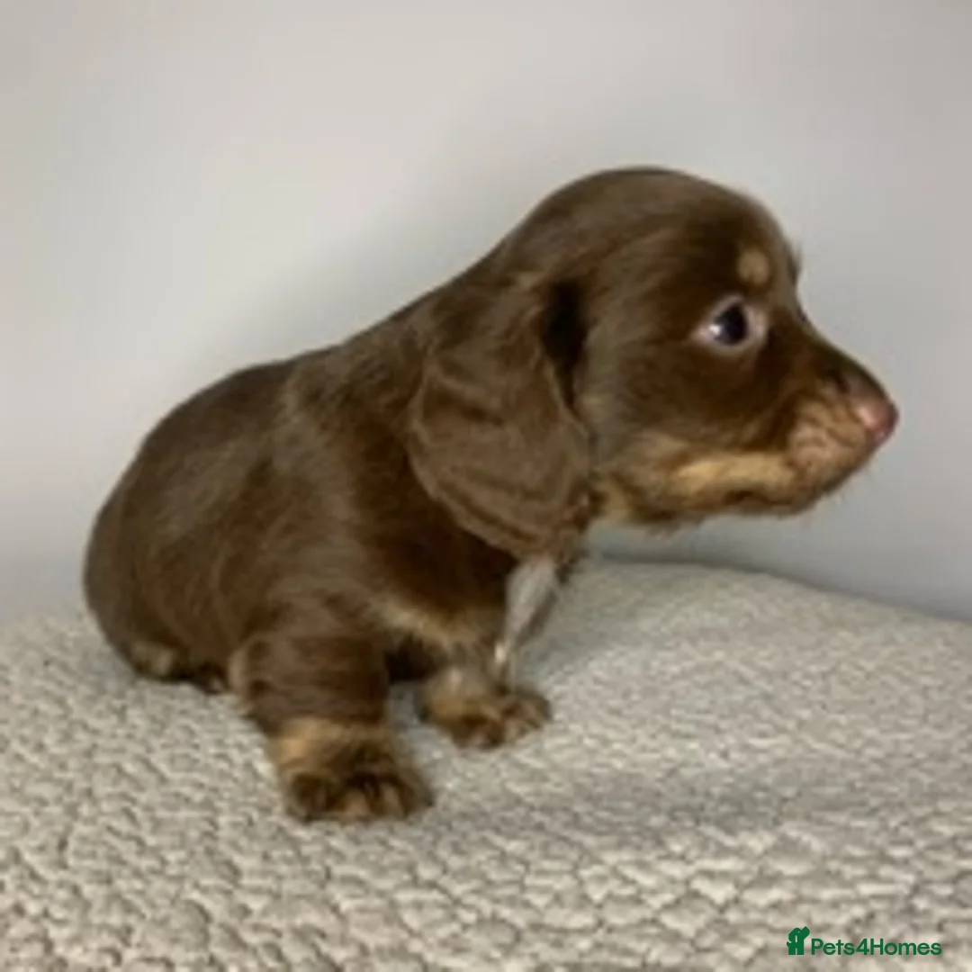 Miniature Dachshund dogs for stud: KC Reg Isabella & tan carrying long hair / pied in Welwyn - Advert 9