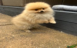 Pomeranian dogs for sale: 2 male Pomeranian puppies. 1 orange sable, 1 cream - Image 10