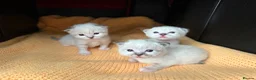 Birman cats for sale: Birman kittens - Advert 8