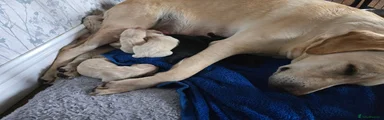 Labrador Retriever Puppy 1
