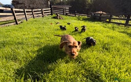 Dachshund dogs for sale: Wirehaired Teckel Bitches  - Image 3