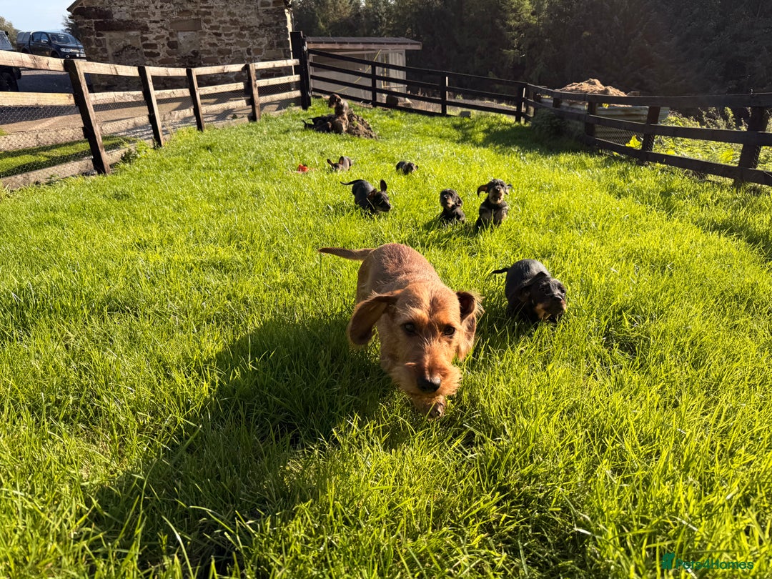 Dachshund dogs for sale: Wirehaired Teckel Bitches  - Image 3