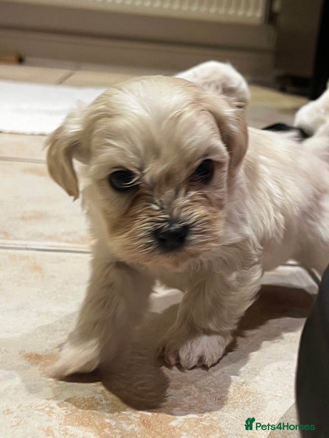 Bichon Frise dogs for sale: Bichon fries ready to go ! - Advert 1