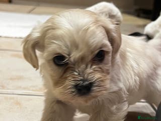 Bichon Frise dogs Bichon fries ready to go ! - Advert 4