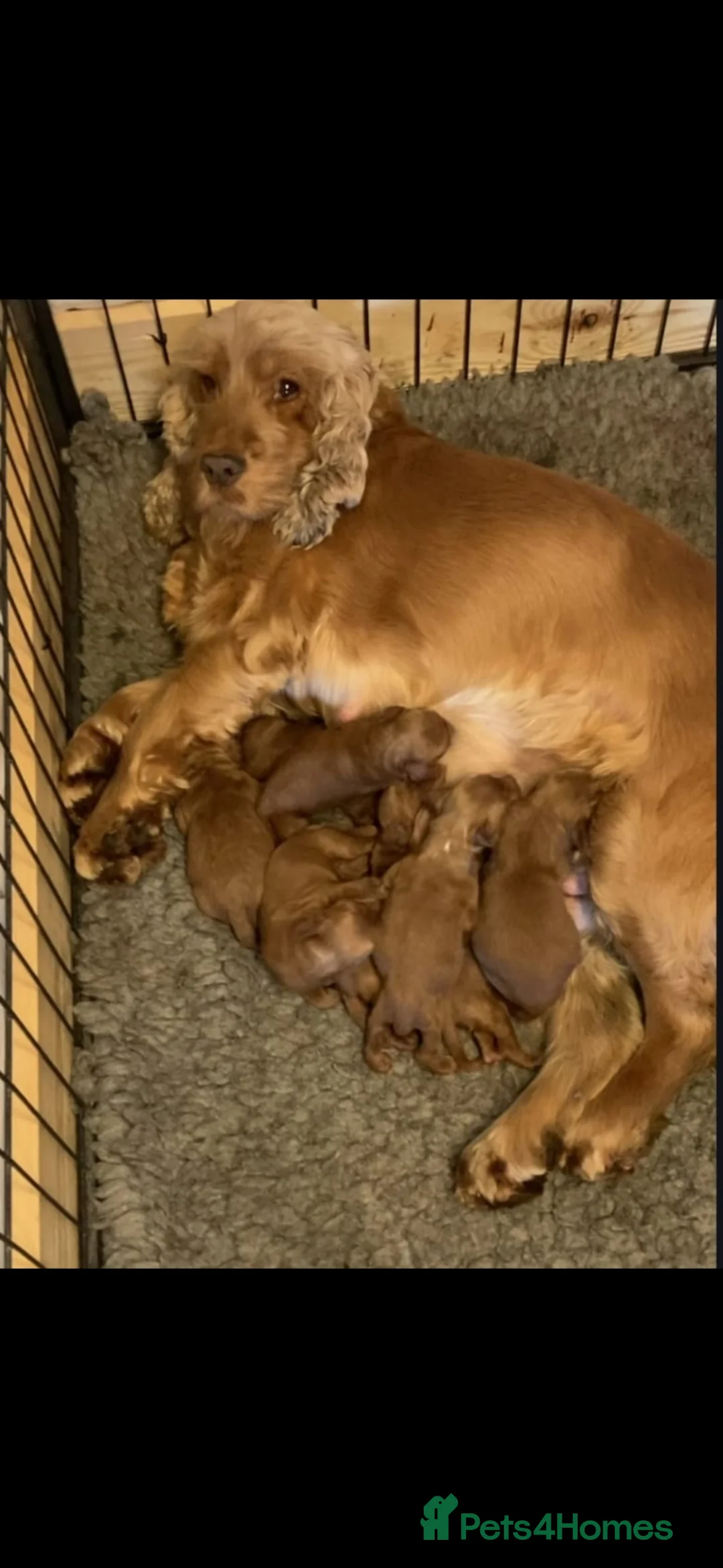 Cockapoo dogs for sale: Stunning f1 fox red cockapoos  - Advert 2