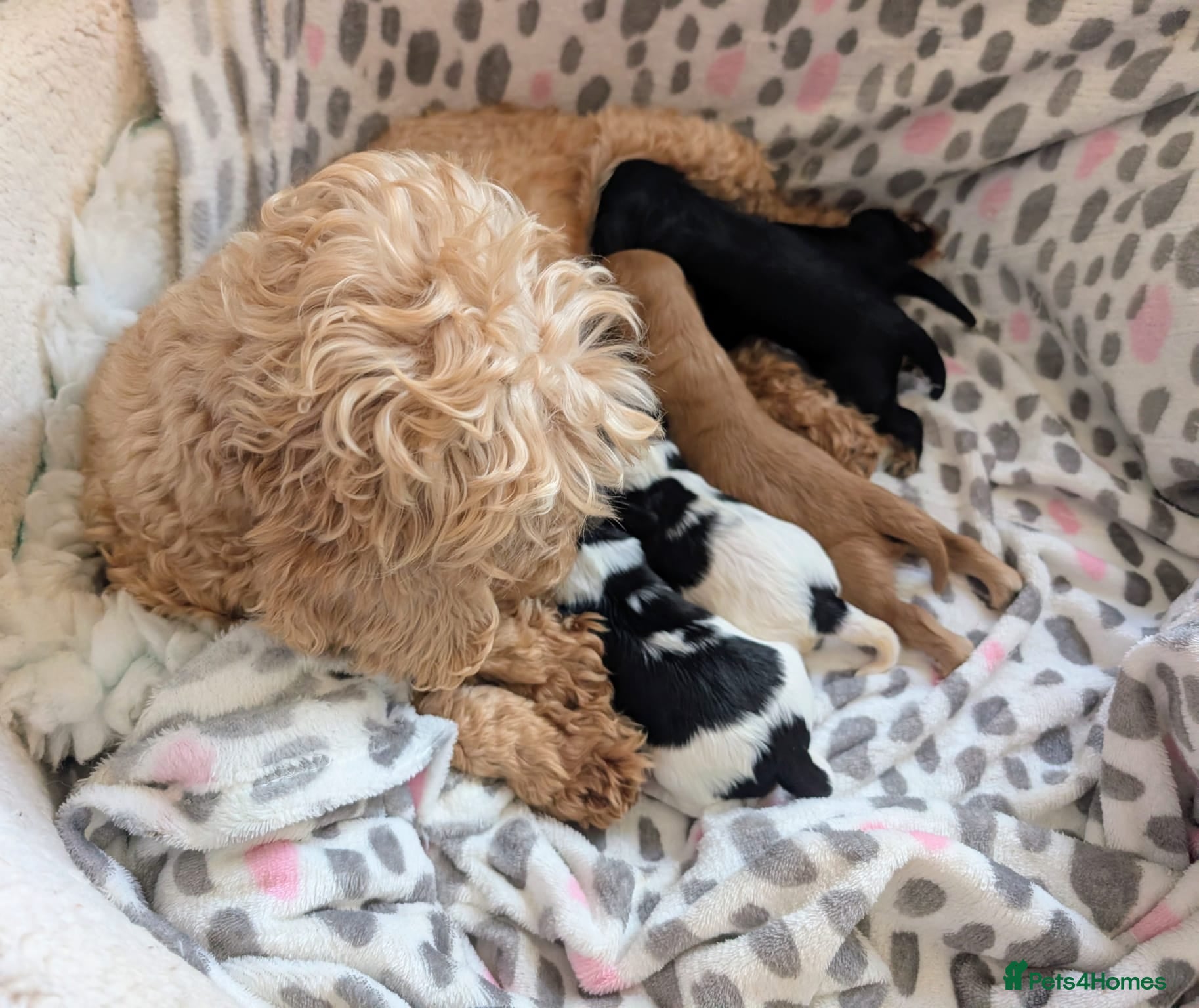Cavapoo dogs Pretty CAVAPOO pups. Health tested parents - Advert 1