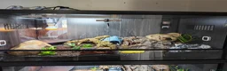 Leopard Gecko reptiles for sale: Leopard Gecko. Full bio active set up.  in Burntwood - Advert 5