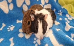 Guinea Pig rodents for sale: 2x Male Smooth Coated Guinea Pigs - Image 5