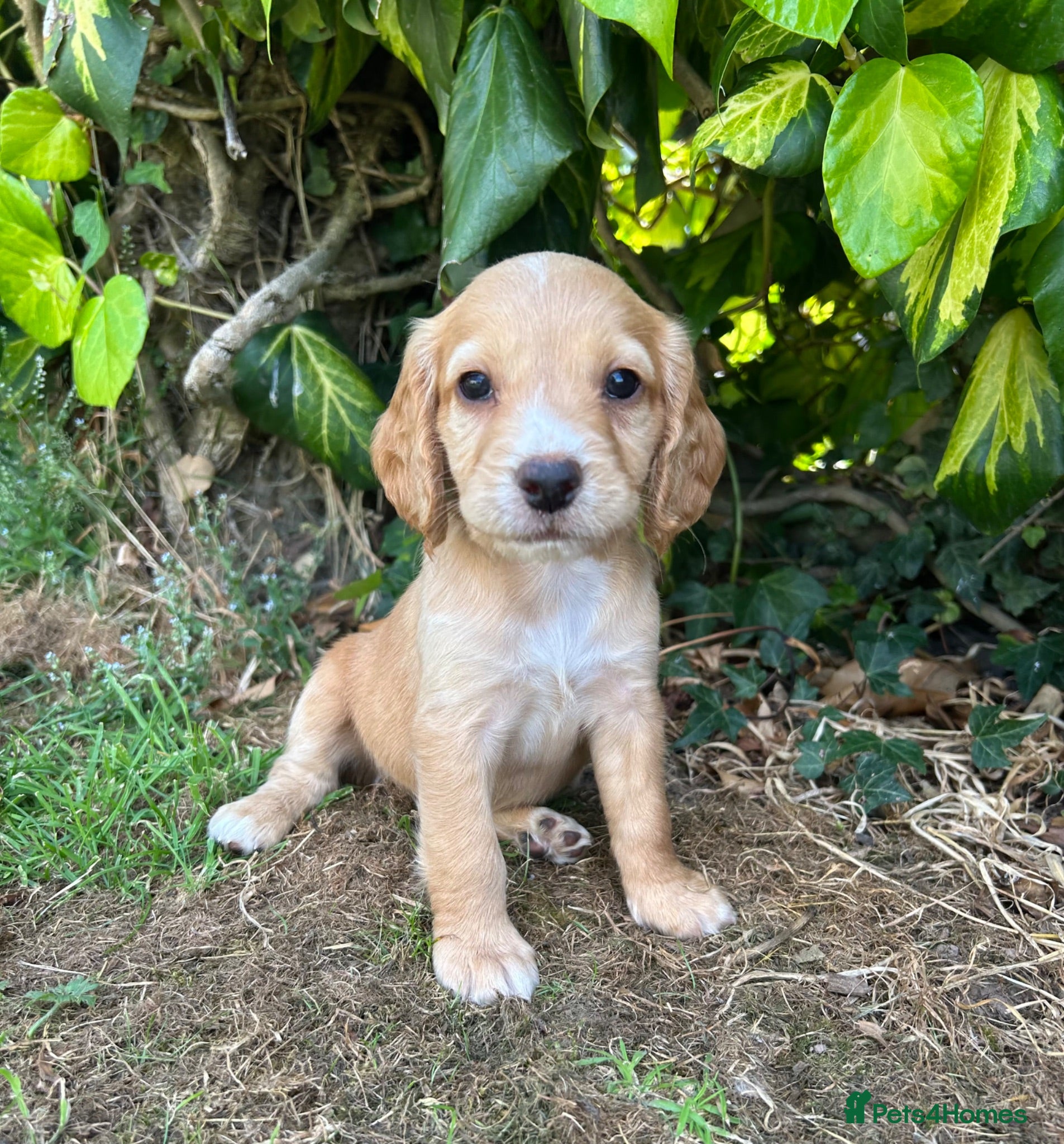 Cocker Spaniel dogs Working Cocker Spaniel Puppies - Advert 2