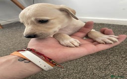 Greyhound dogs for sale: Greyhound Puppy - Image 12