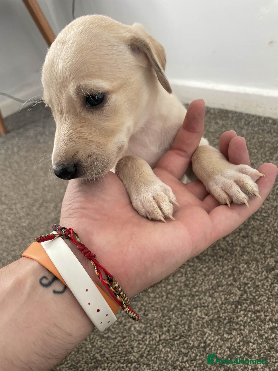 Greyhound dogs for sale: Greyhound Puppy - Image 12