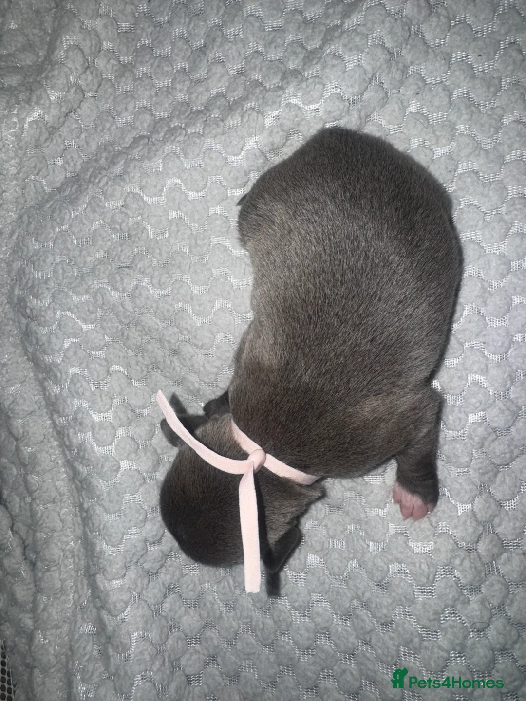 Staffordshire Bull Terrier dogs for sale: Solid Blue staff puppies  - Advert 7