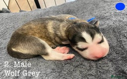 Mixed Breed dogs for sale: Malamute x Alaskan Shepherd Litter - Image 4
