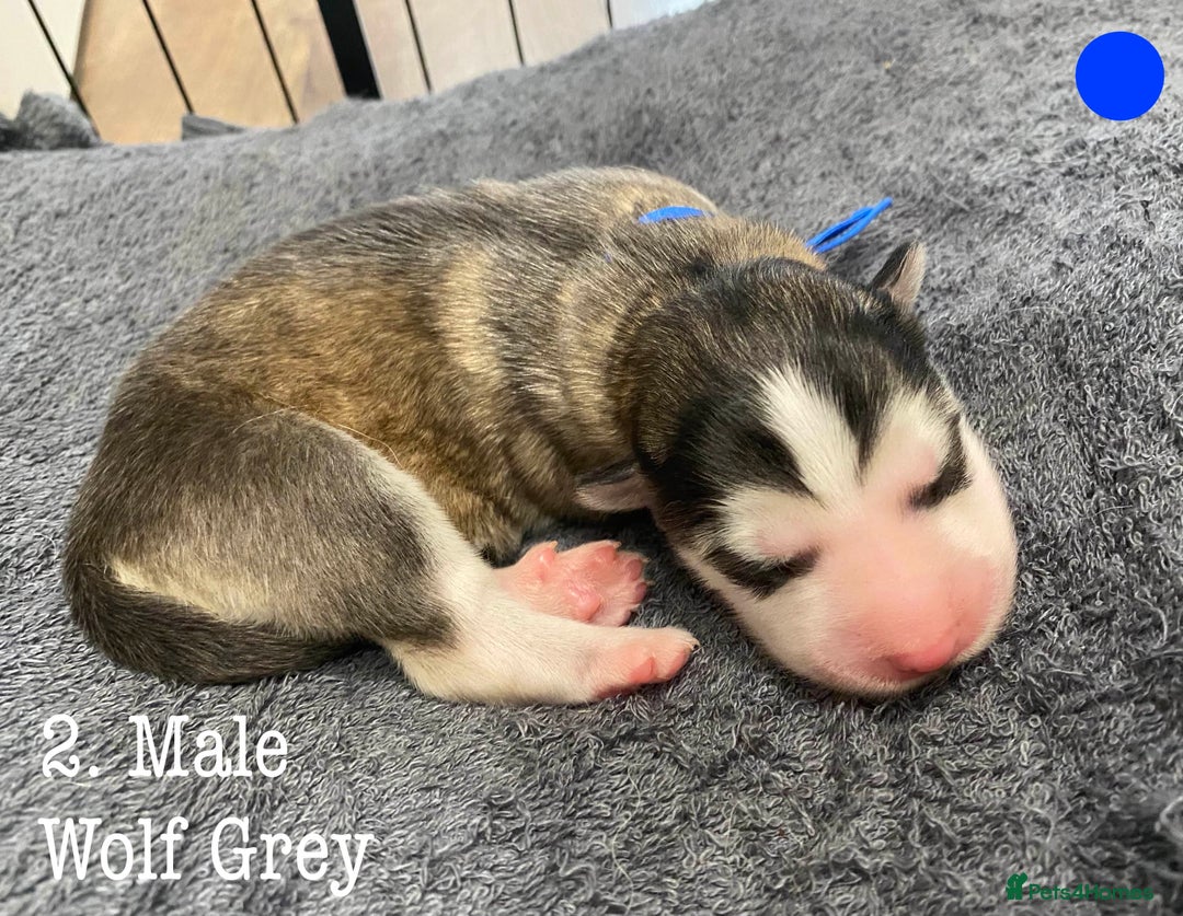 Mixed Breed dogs for sale: Malamute x Alaskan Shepherd Litter - Image 4