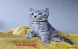 British Shorthair cats for sale: British shorthair blue /tabby kittens  - Image 1
