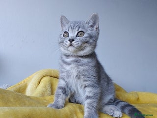 British Shorthair cats for sale - Advert 1