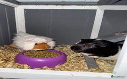 Guinea Pig rodents for sale: 2x guinea pigs for sale  - Image 4
