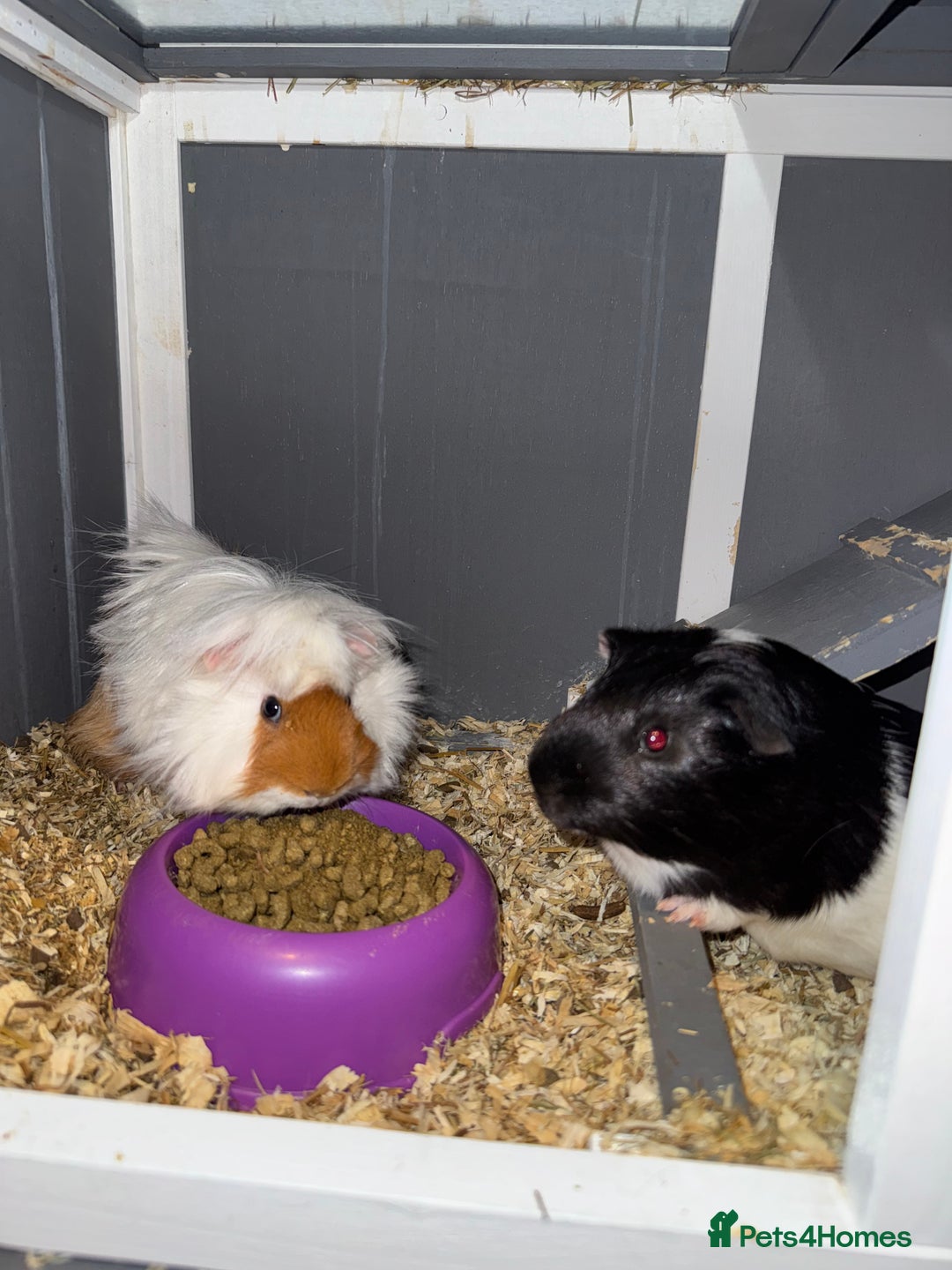 Guinea Pig rodents for sale: 2x guinea pigs for sale  - Image 4