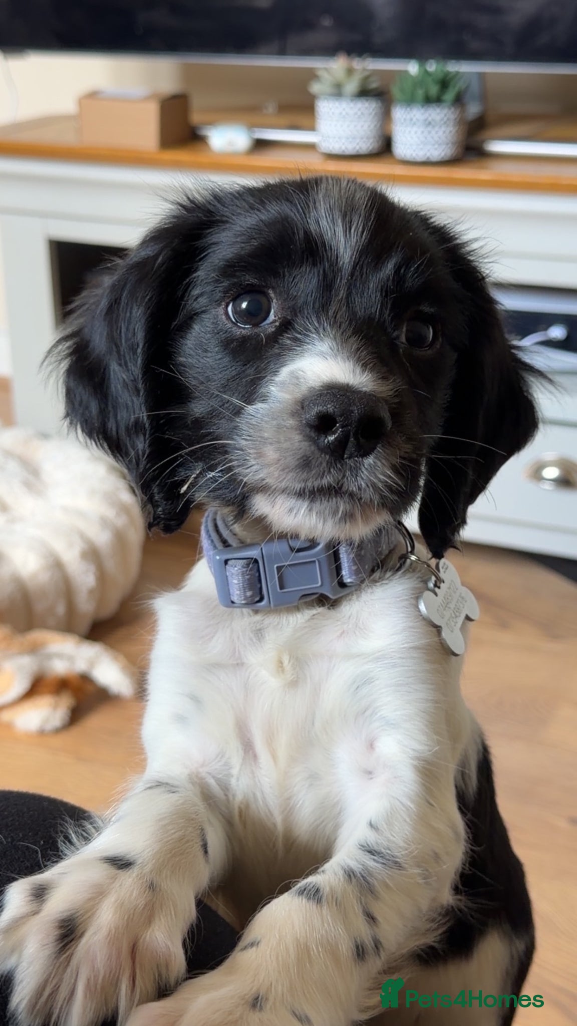 English Springer Spaniel dogs Spring Spaniel - Advert 1