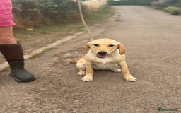 Labrador Retriever dogs for sale: Available Immediately! Training Package Available in Lydney - Image 17