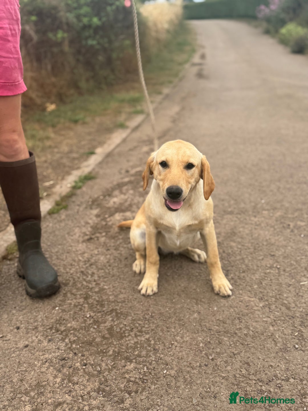 Labrador Retriever dogs for sale: Available Immediately! Training Package Available in Lydney - Image 17