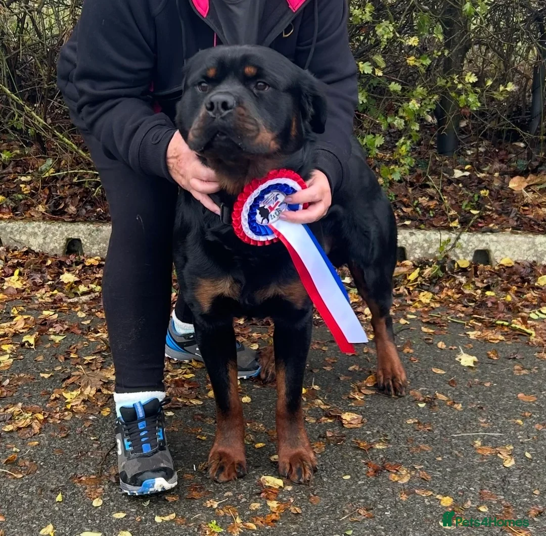 Rottweiler dogs for sale: Rottweilers kc top quality  - Advert 2