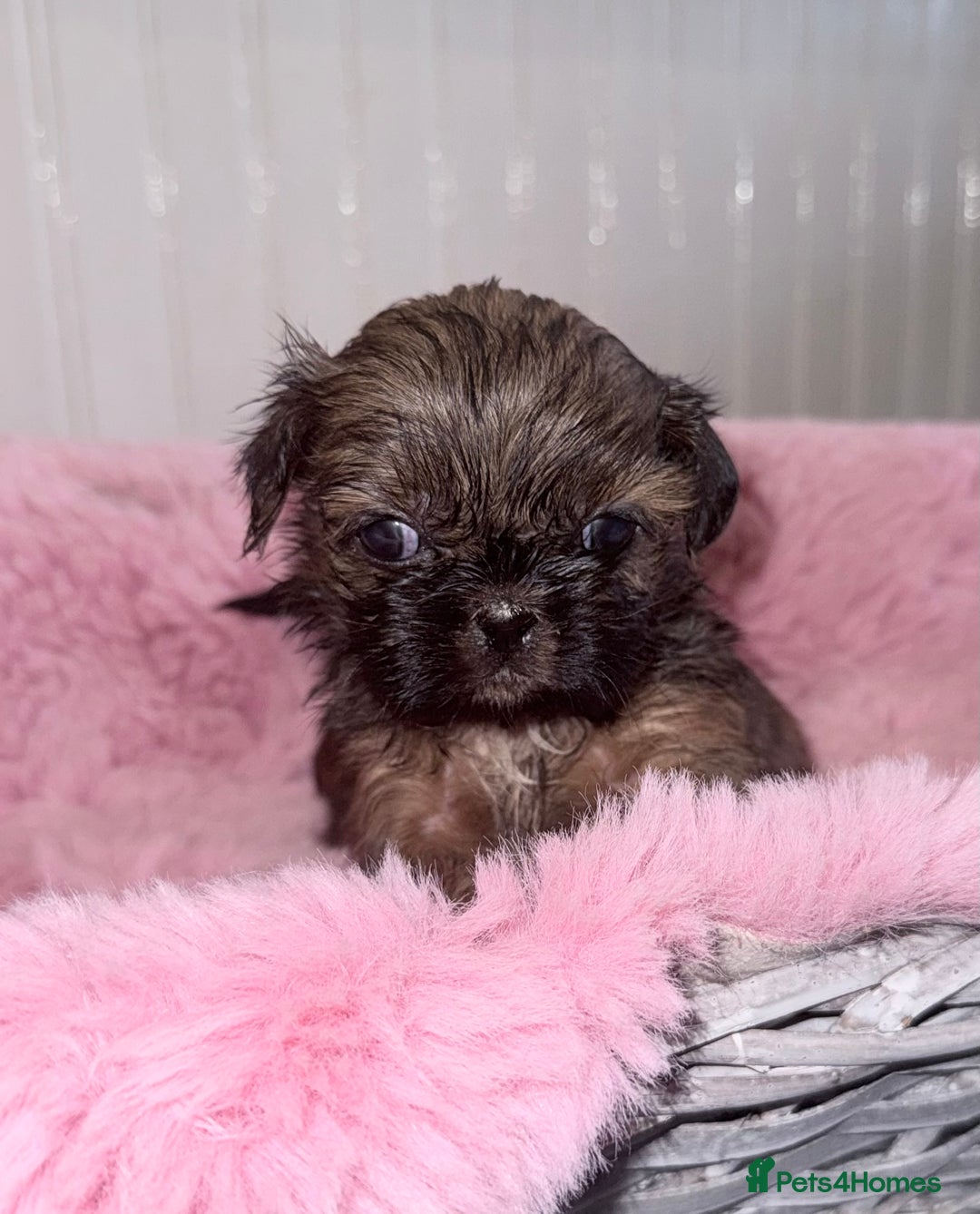 Shih Tzu dogs for sale: 3 Beautiful Shih Tzu girls left 🐶⭐️ - Advert 13
