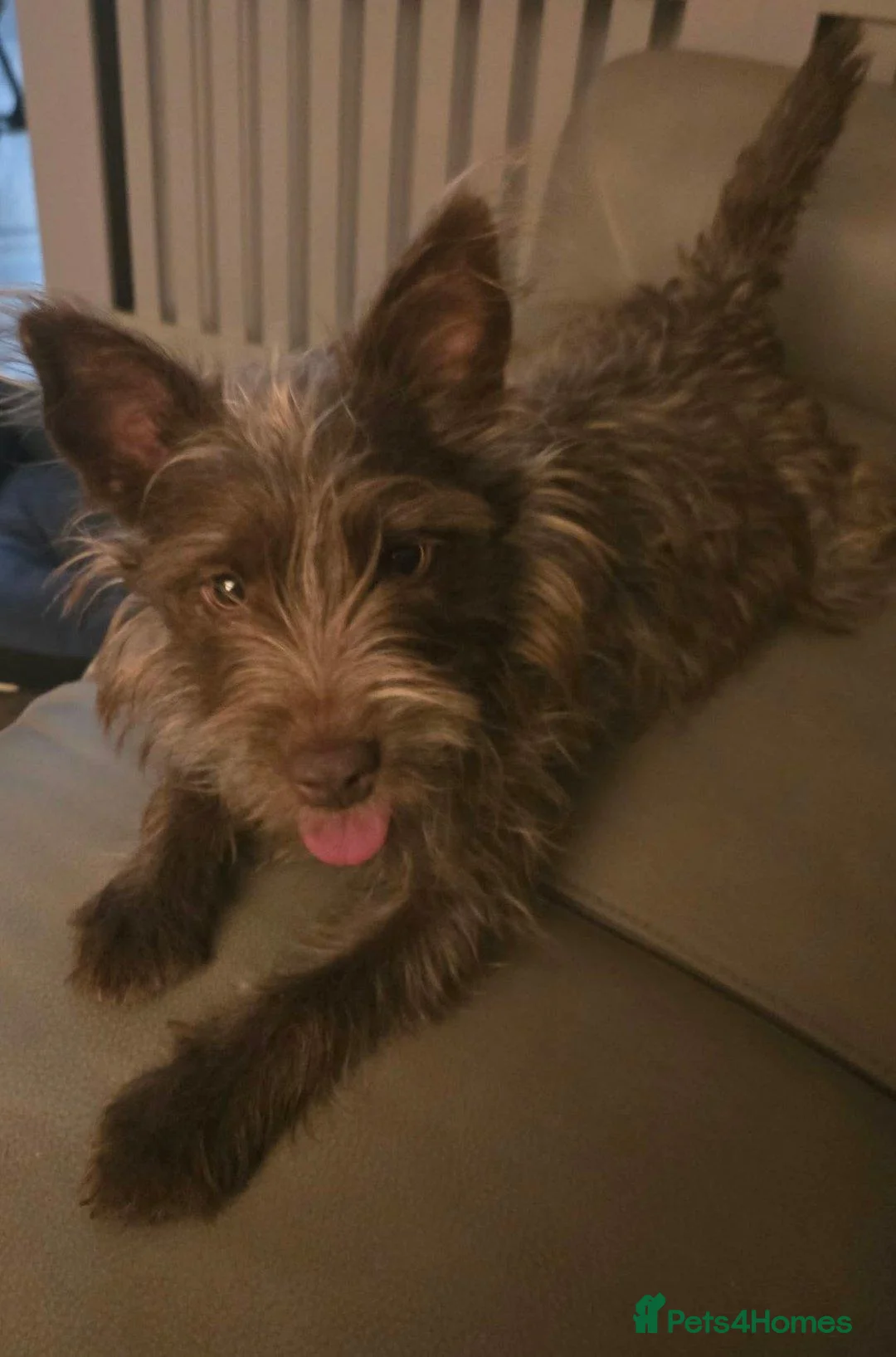 Patterdale Terrier dogs for sale: Beautiful Patterdale Terrier  - Advert 1