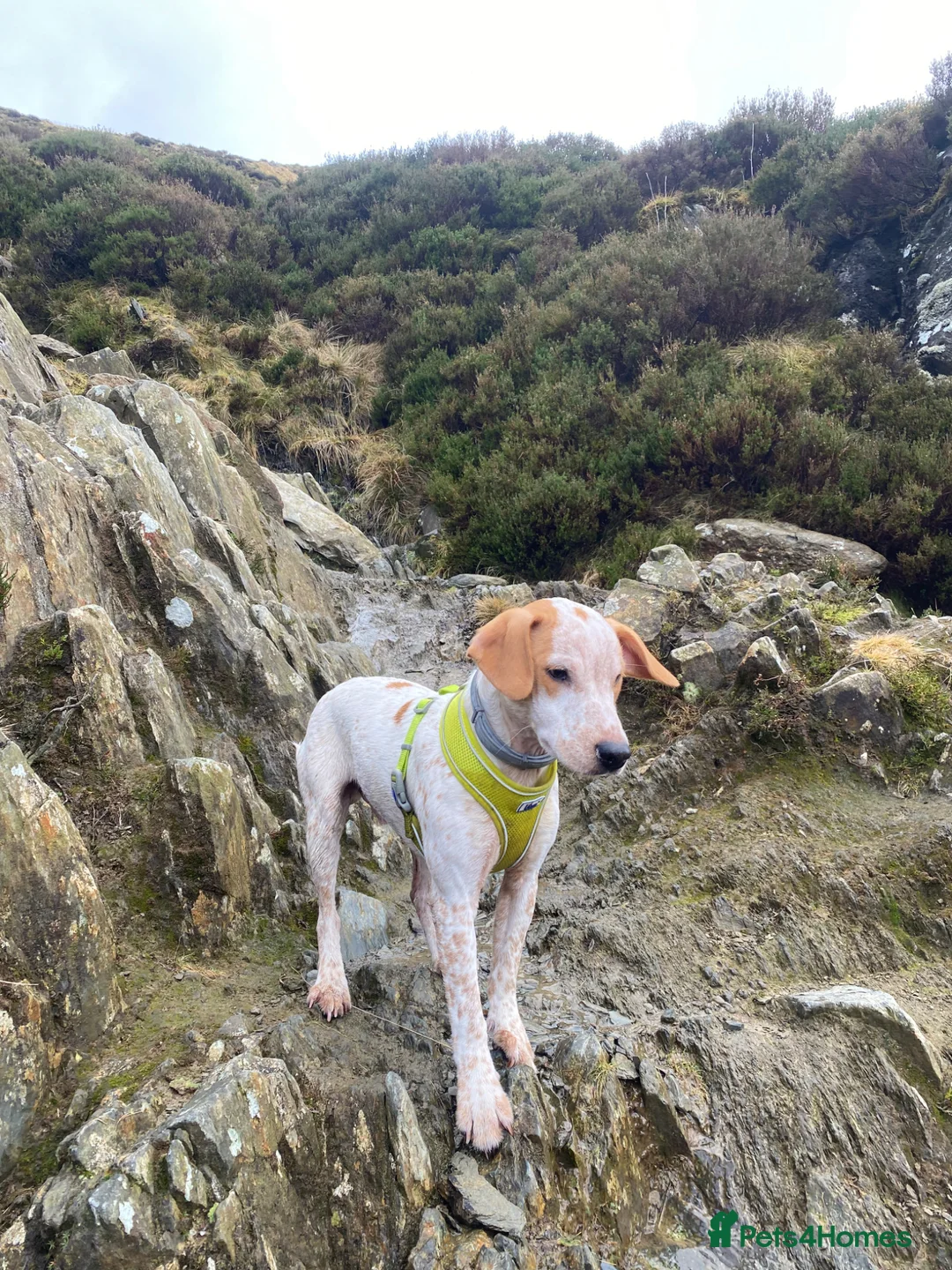 Mixed Breed dogs for sale: Bear - Cocker Jack in Buckingham - Advert 2