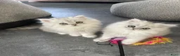 Persian cats for sale: Persian Kittens white and silver  - Advert 3