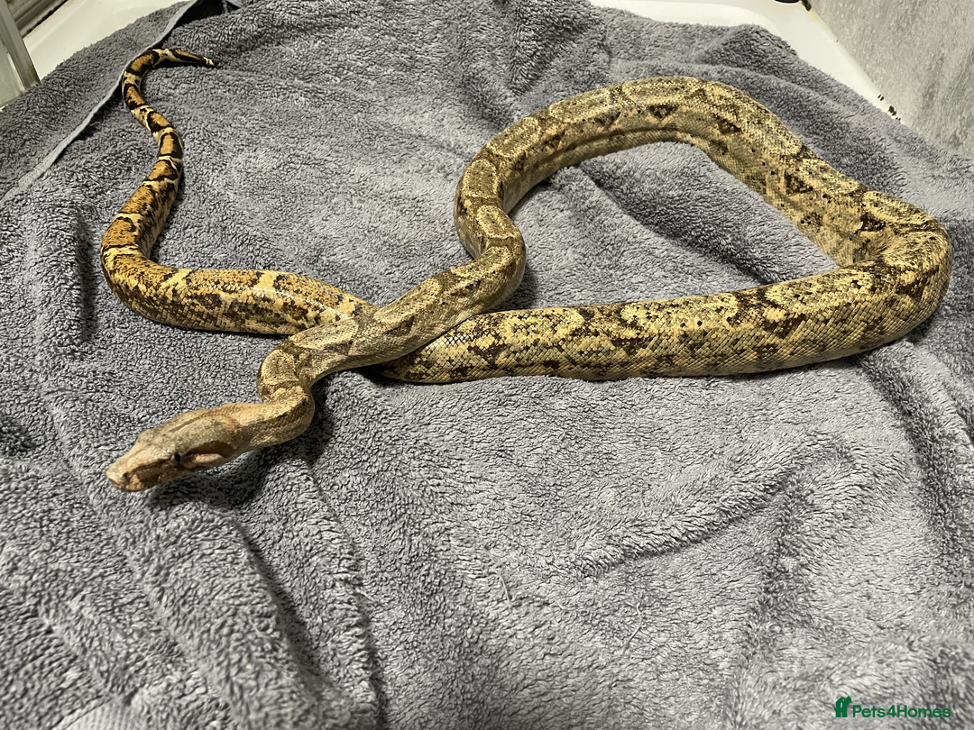 Snake reptiles for sale: Three Snakes + Madagascan Hissing Roaches - Image 13