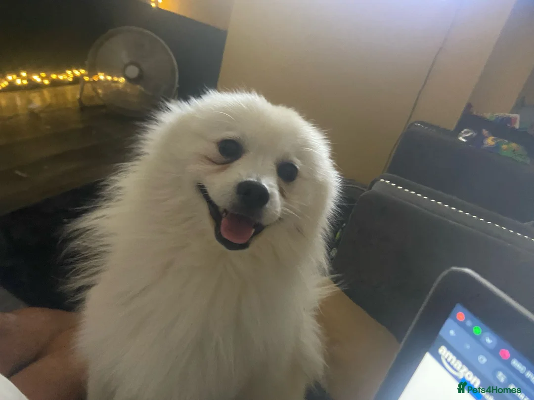 German Spitz dogs for sale: German spitz - Advert 2