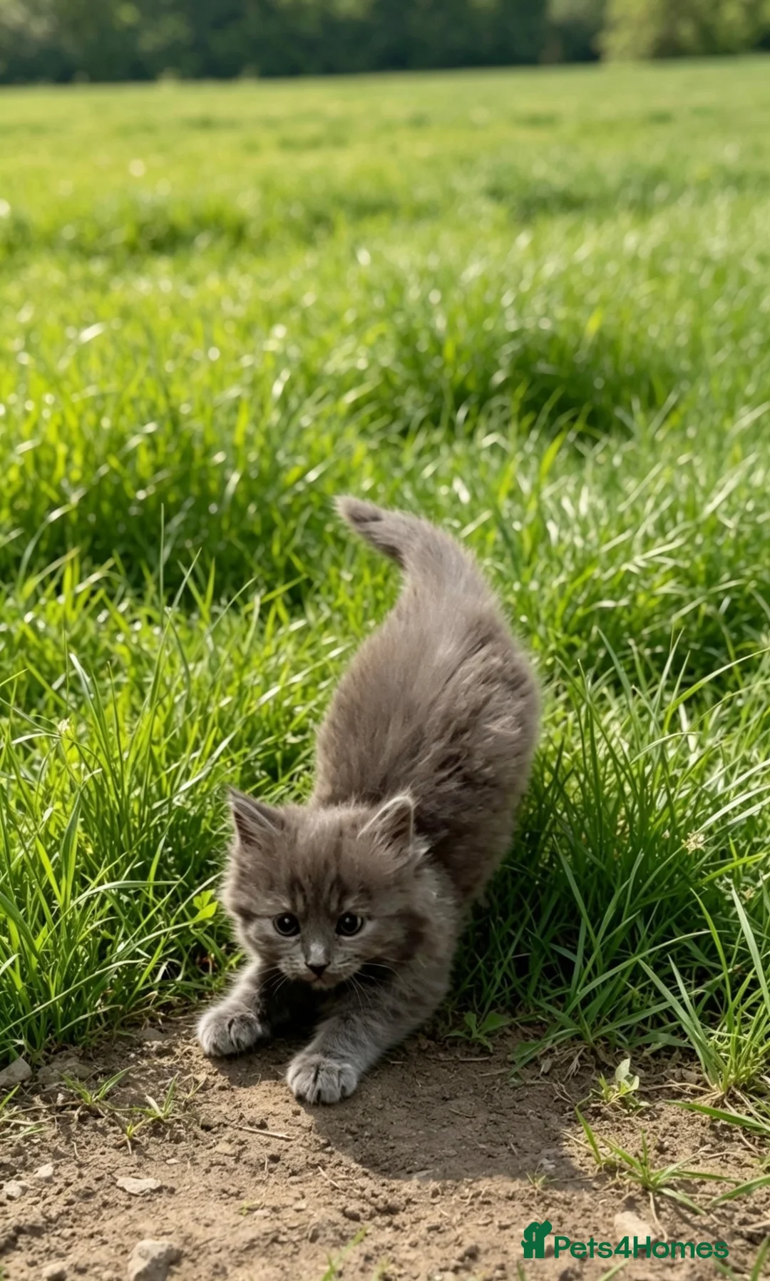 British Longhair cats for sale: Stunning blue British long hair kittens  - Advert 6