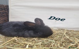 Mini Lop rabbits for sale: --Beautiful Baby Rabbits – Raised with Love & Care - Image 6