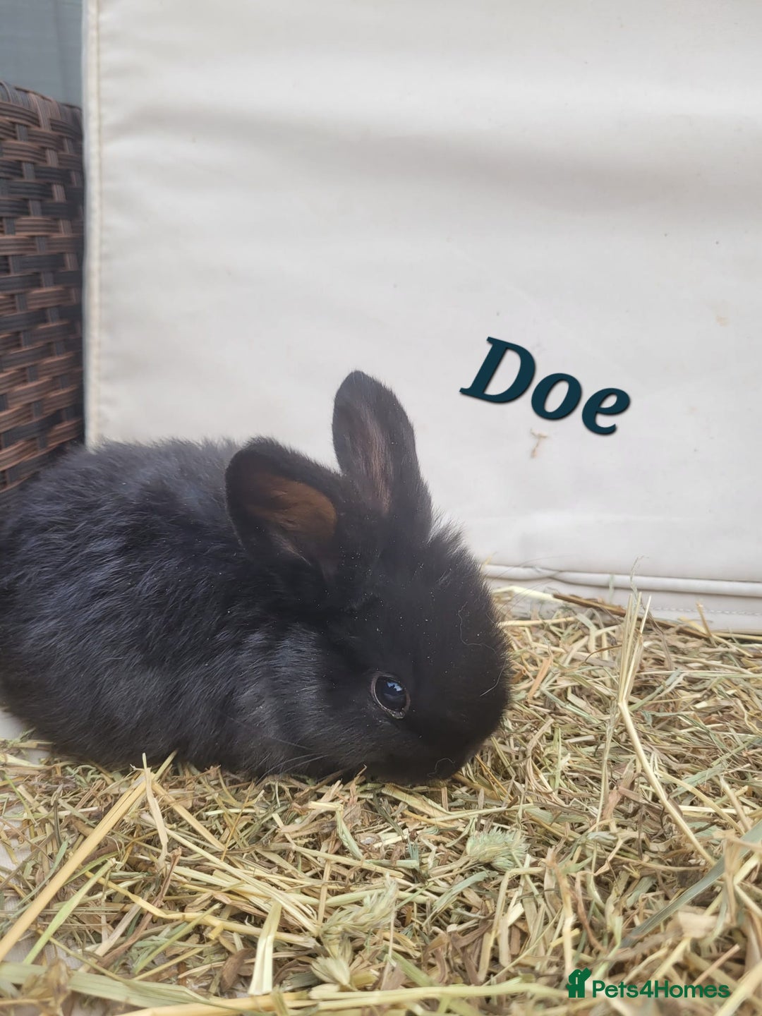 Mini Lop rabbits for sale: --Beautiful Baby Rabbits – Raised with Love & Care - Image 6