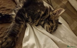 Maine Coon cats for sale: MAINE COONE KITTENS BOY CHAMPION BLOODLINE - Image 7