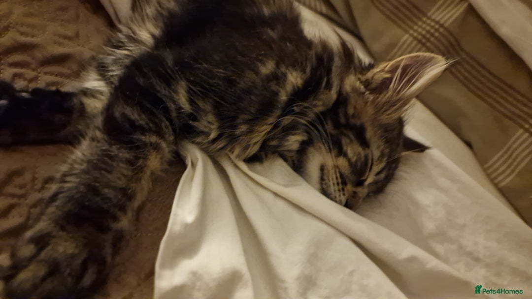Maine Coon cats for sale: MAINE COONE KITTENS BOY CHAMPION BLOODLINE - Image 7