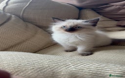 Ragdoll cats for sale: Ragdoll Kittens  - Image 4