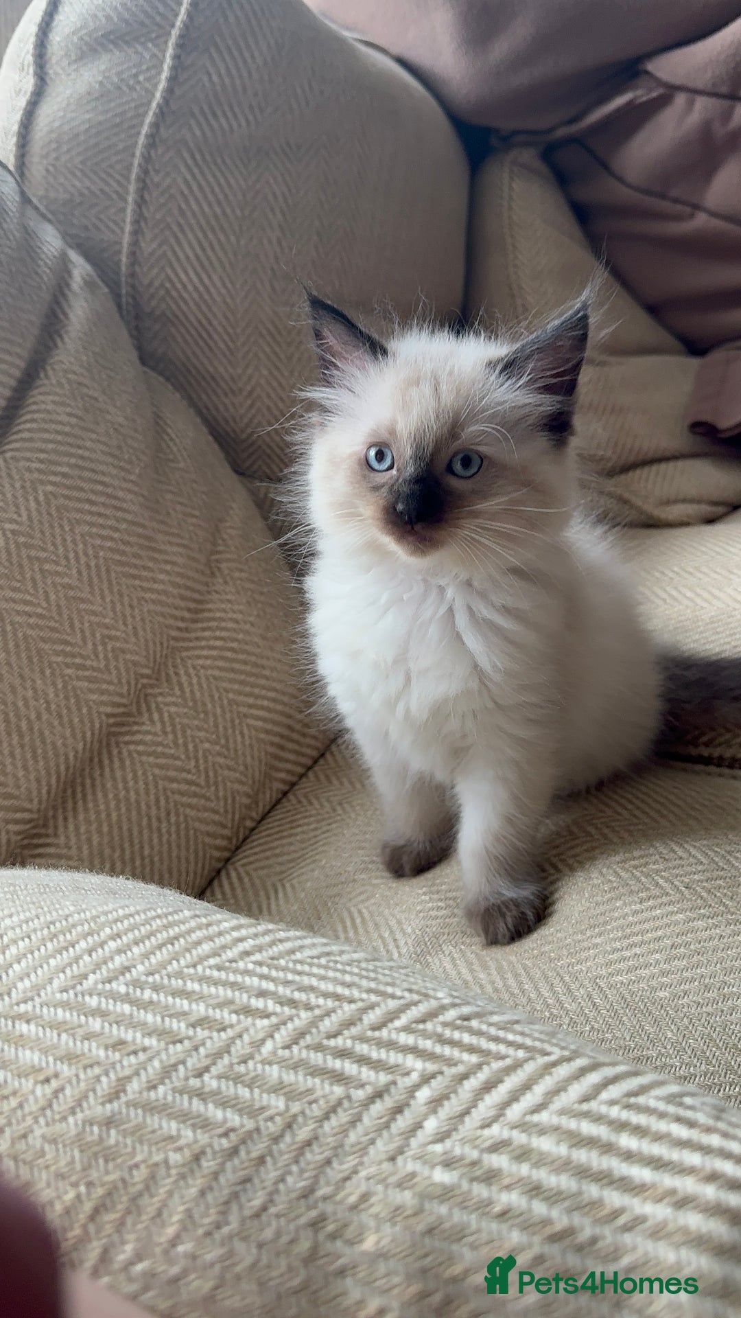 Ragdoll cats for sale: Ragdoll Kittens  - Image 4