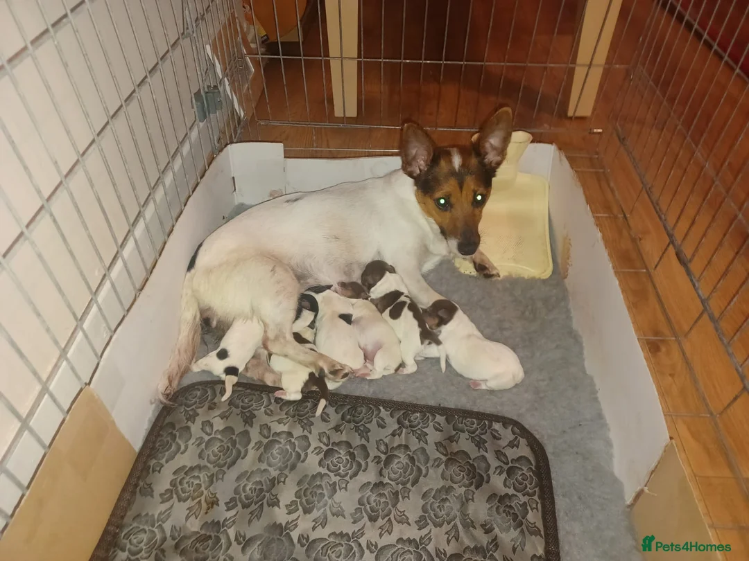 Jack Russell dogs for stud: Chocolate and white jack Russell for stud in Lockerbie - Advert 2