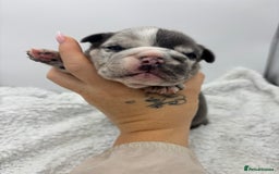 English Bulldog dogs for sale: 10 British Bulldog puppies 🐶  - Image 7